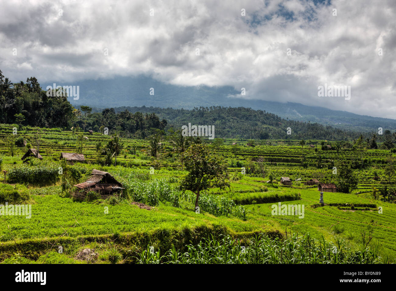 Klee-Felder auf Bali, Trifolium, Bali, Indonesien Stockfoto