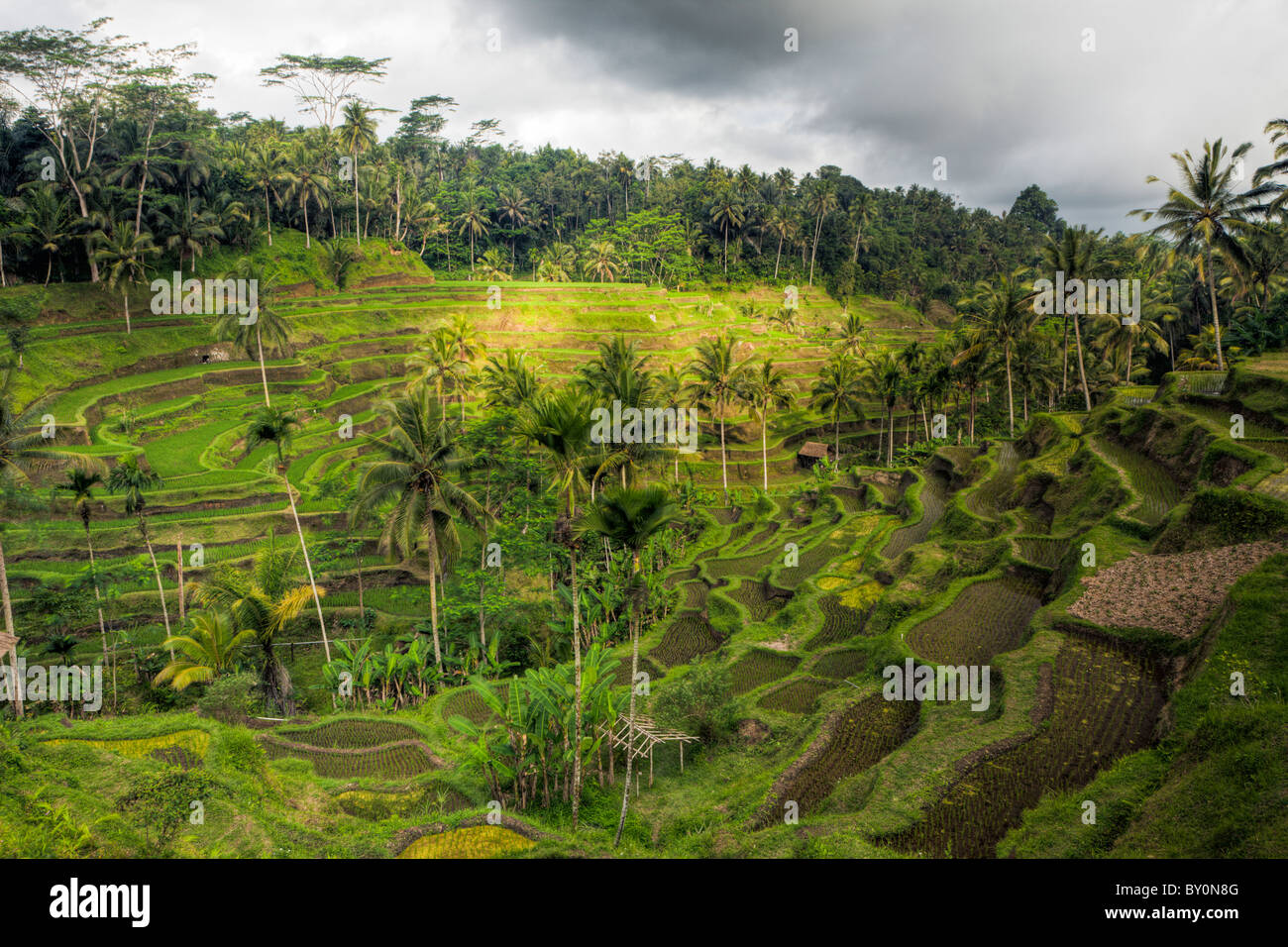 Reisfelder von Tegalalang, Oryza, Bali, Indonesien Stockfoto