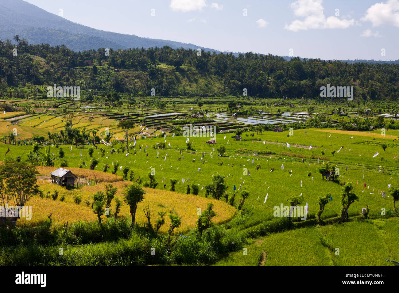 Reisfelder auf Bali, Oryza, Bali, Indonesien Stockfoto