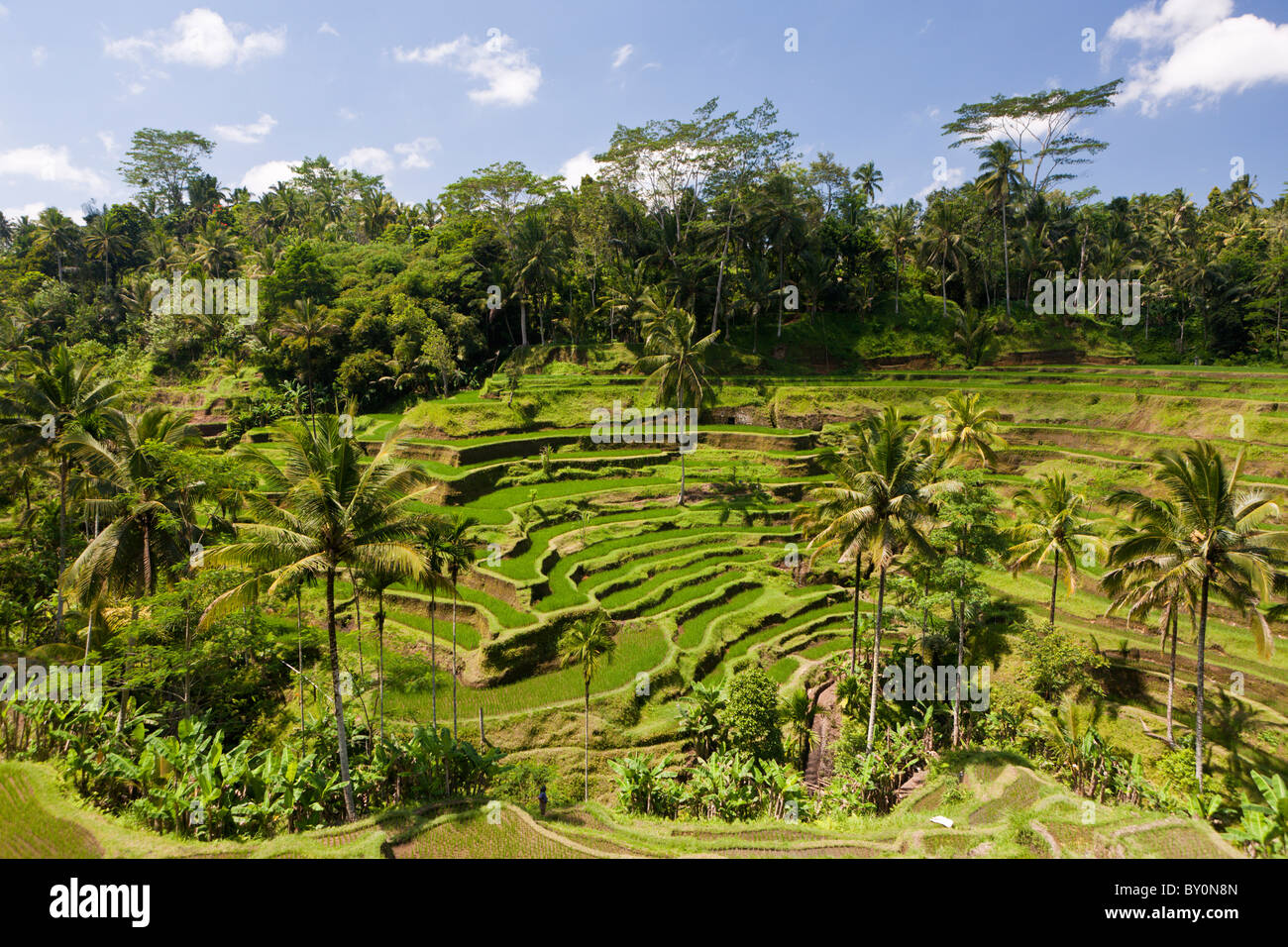 Reisfelder von Tegalalang, Oryza, Bali, Indonesien Stockfoto