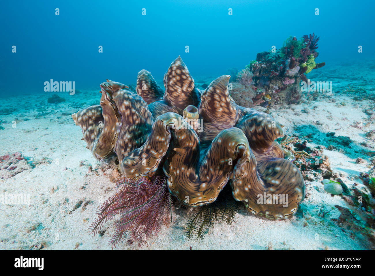 Riesenmuschel, Tridacna Squamosa, Amed, Bali, Indonesien Stockfoto