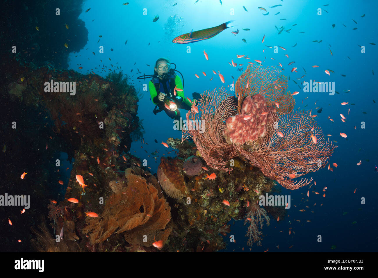 Scuba Diver bei Liberty Wrack, Tulamben, Bali, Indonesien Stockfoto