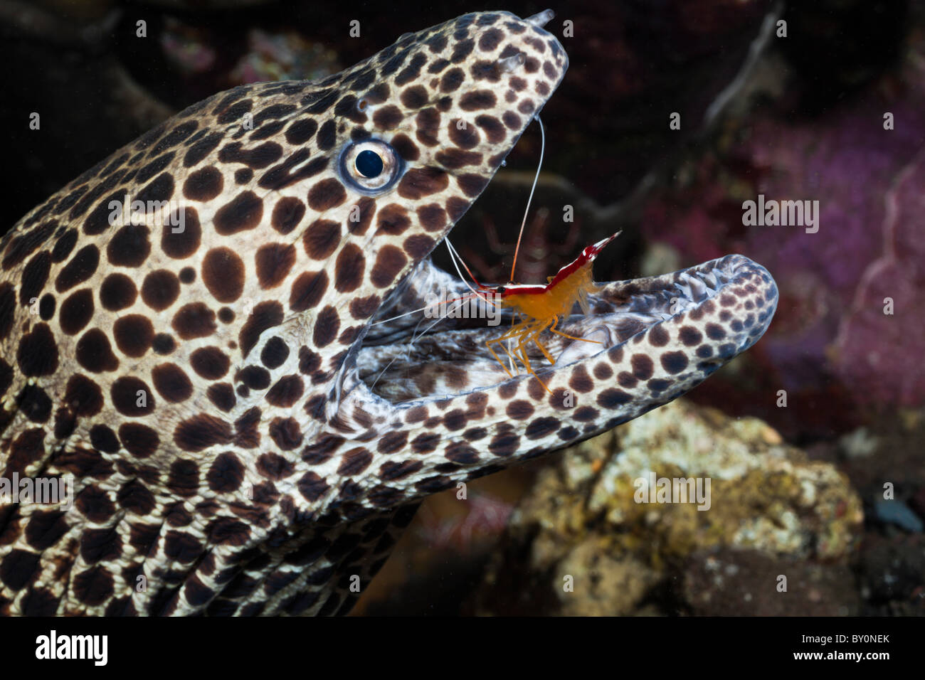 Weiß gebändert Putzergarnelen Reinigung Honeycomb Moray, Lysmata Amboinensis, Gymnothorax Favagineus, Alam Batu, Bali, Indonesien Stockfoto