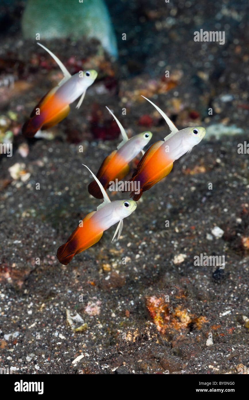 Gruppe von Feuer Dartfish Nemateleotris Magnifica, Alam Batu, Bali, Indonesien Stockfoto