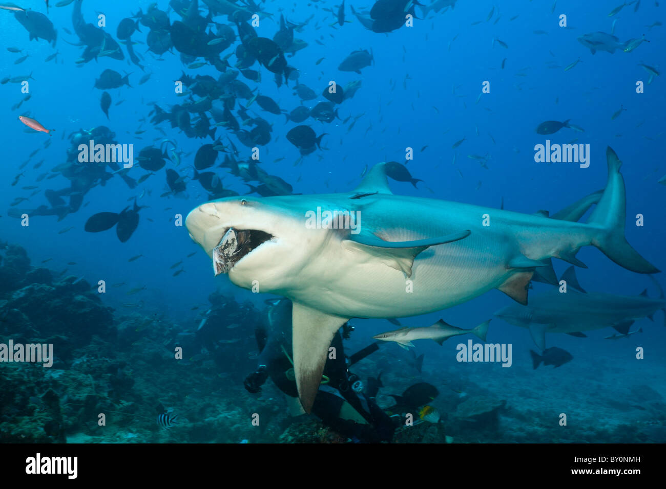 Bullenhai, Carcharhinus Leucas, Beqa Lagoon, Viti Levu, Fidschi
