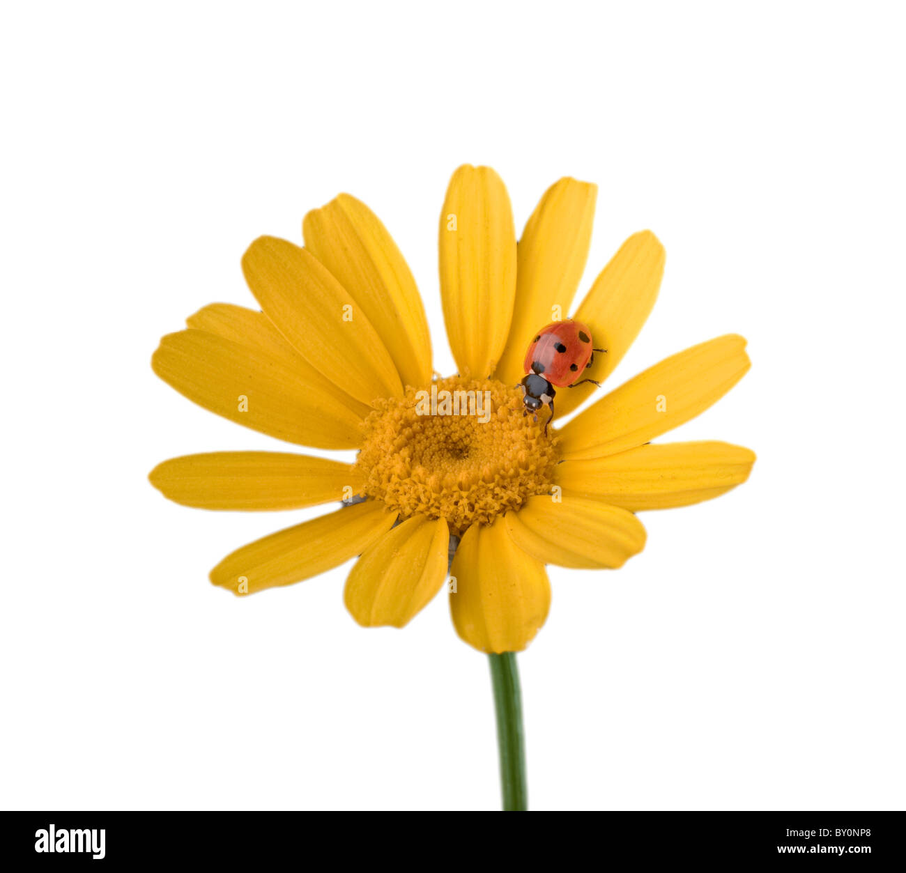 Marienkäfer auf eine gelbe Blume, isoliert auf weiss Stockfoto