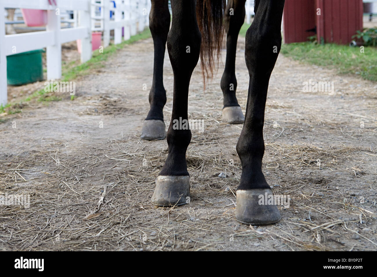 Beine und Hufe des Pferdes Stockfoto
