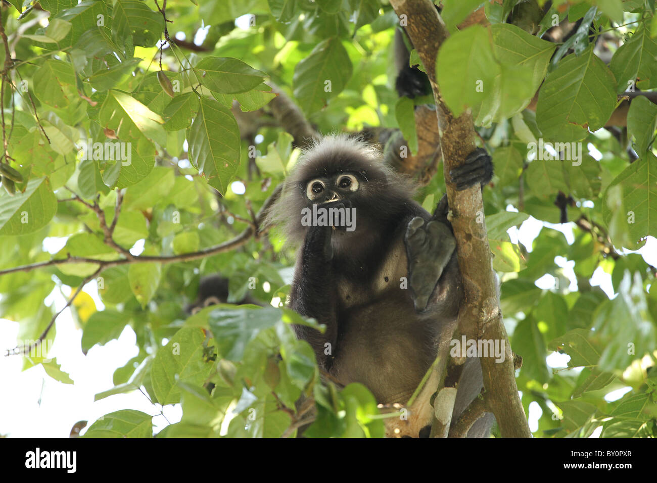 Staubige Blatt, Affe. Gibbon-Familie. Langkawi, Malaysia, 2010 Stockfoto