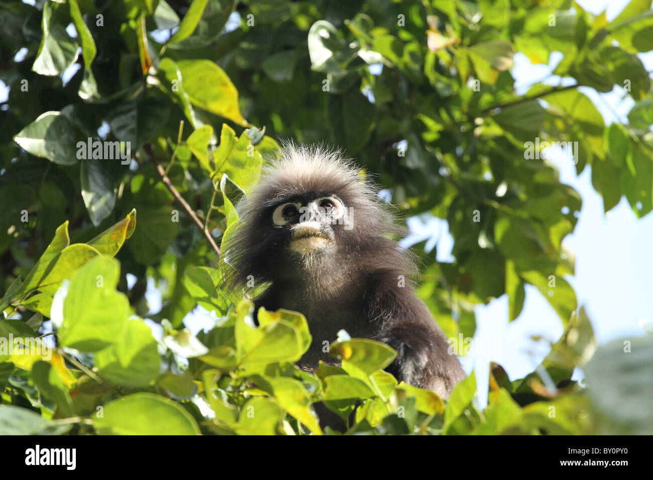 Staubige Blatt, Affe. Gibbon-Familie. Langkawi, Malaysia, 2010 Stockfoto