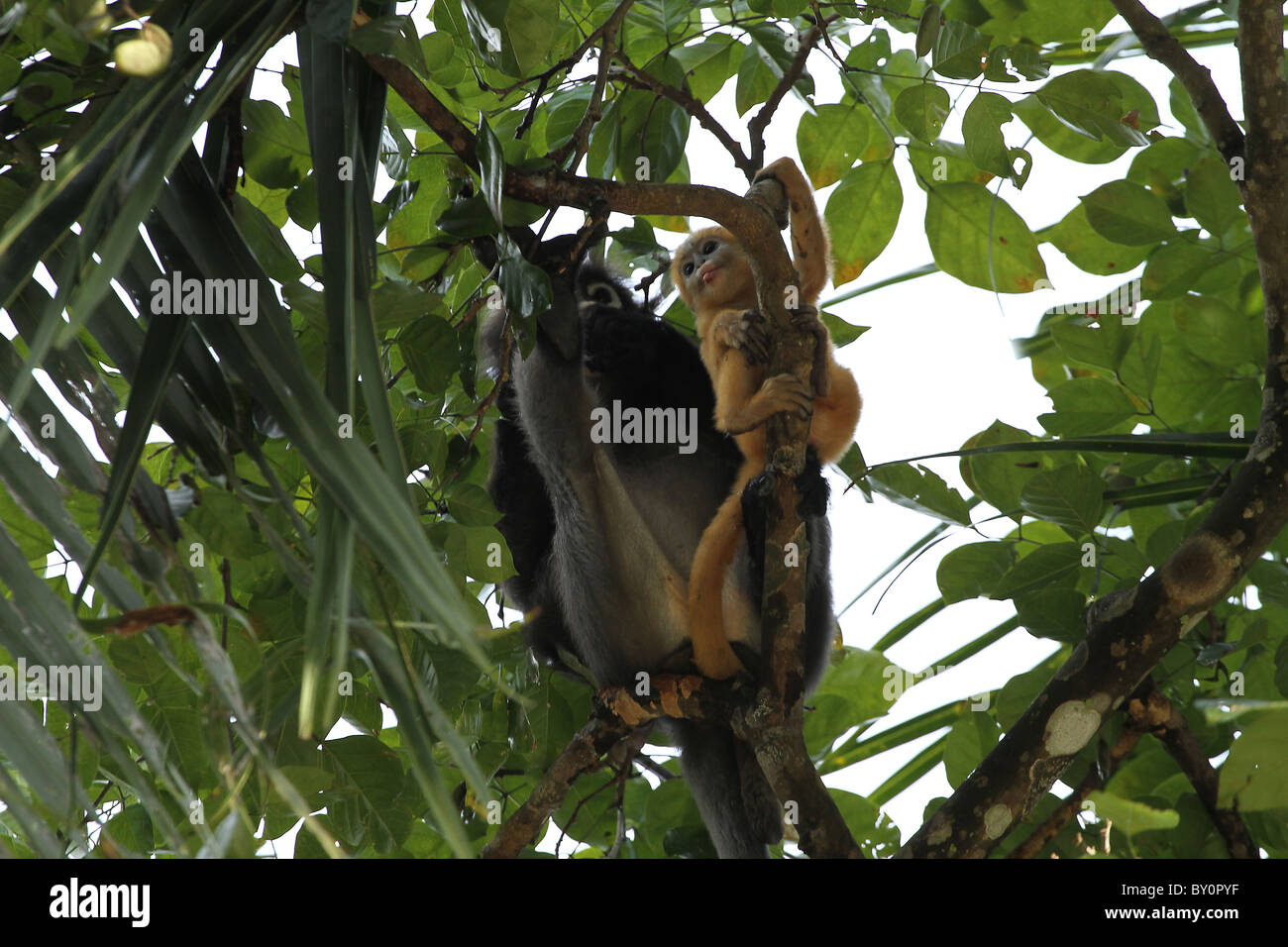 Staubige Blatt, Affe. Gibbon-Familie. Langkawi, Malaysia, 2010 Stockfoto