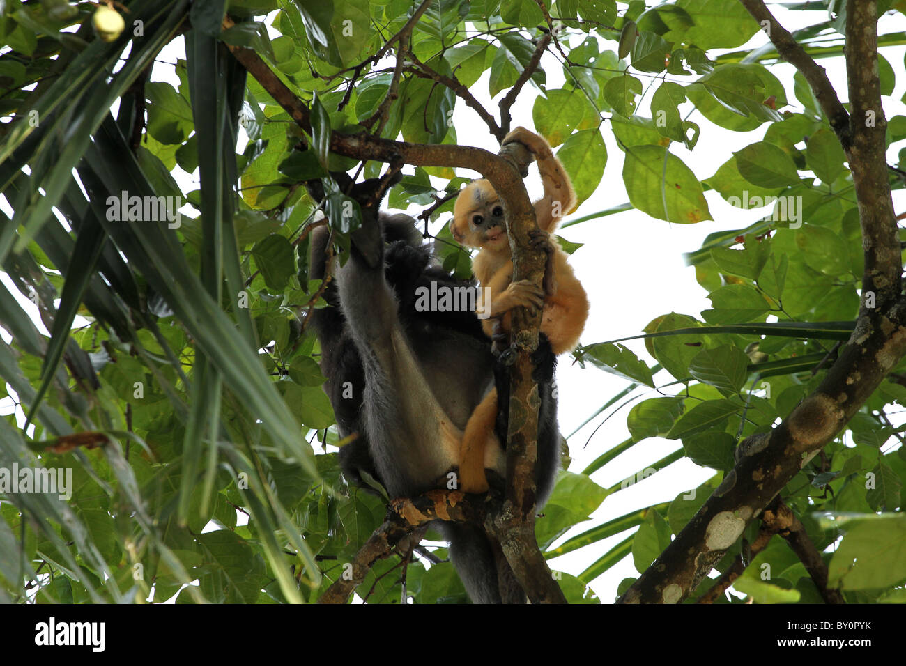 Staubige Blatt, Affe. Gibbon-Familie. Langkawi, Malaysia, 2010 Stockfoto