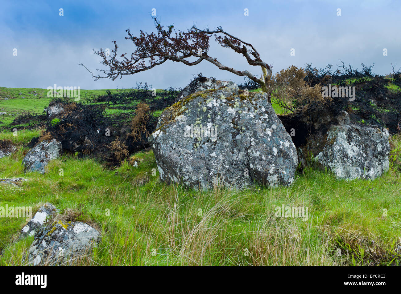 Windgepeitschten Baum auf den alten Moor Road, Connemara, County Galway, Irland Stockfoto