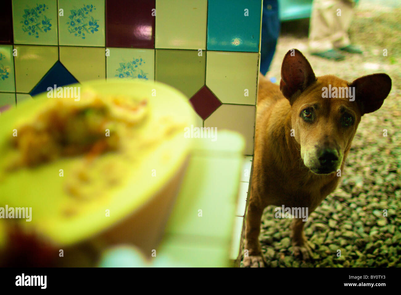 hungrigen Hund Watch Speisereste Stockfoto