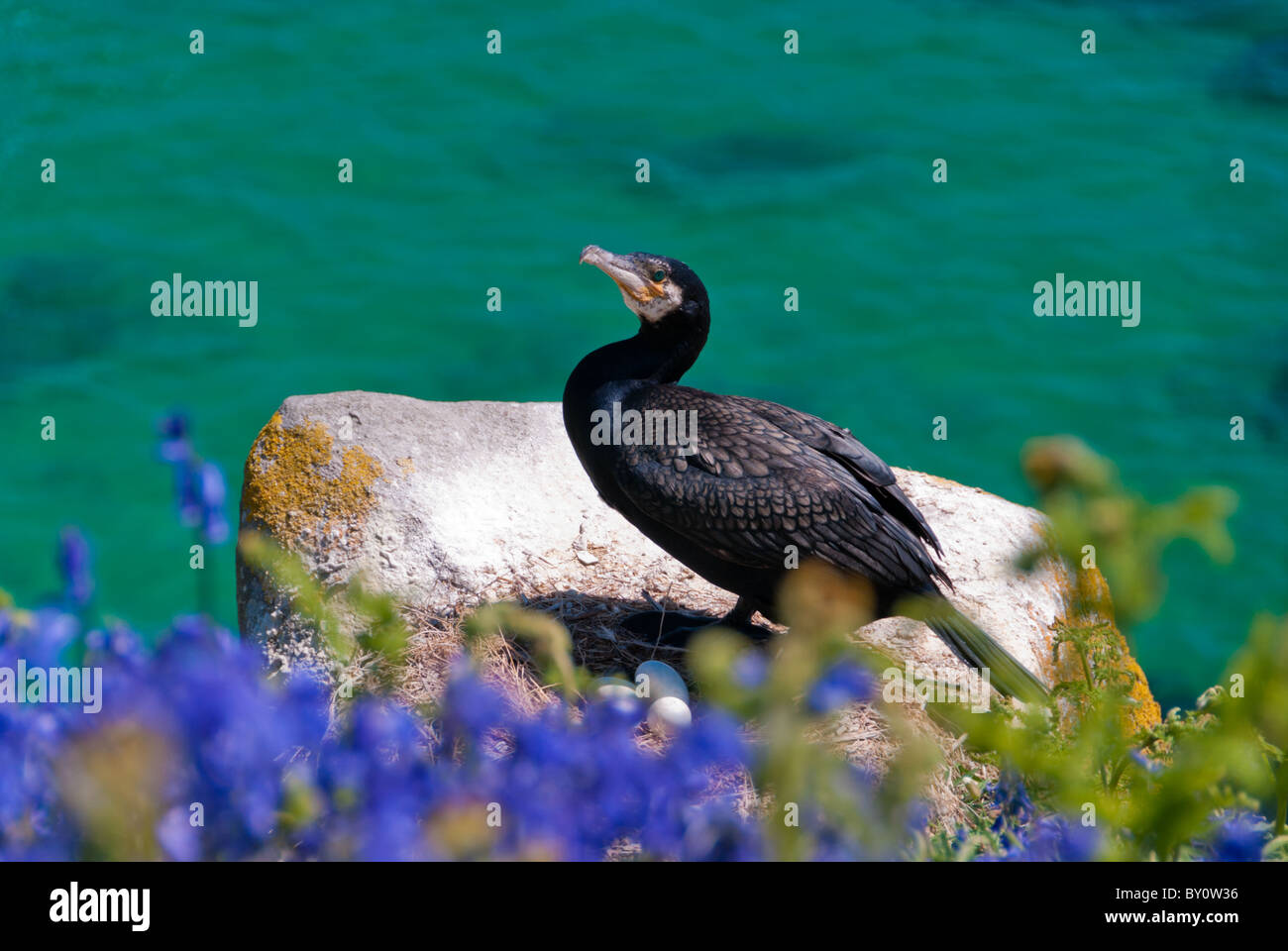 Saltee Shags Stockfoto