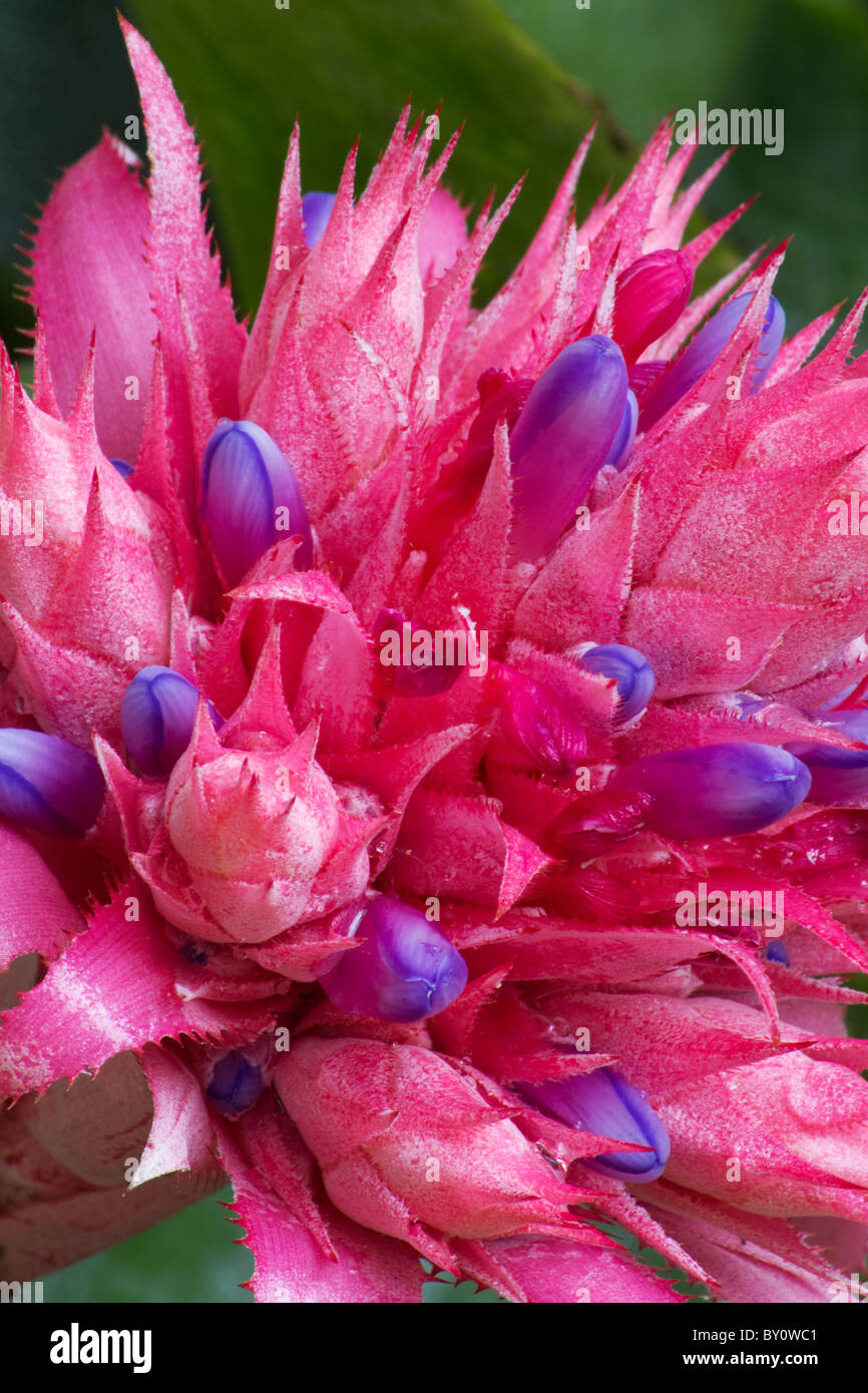 Nahaufnahme von Silber Vase Pflanze (Aechmea Fasciata) Bromelie Blume Stockfoto