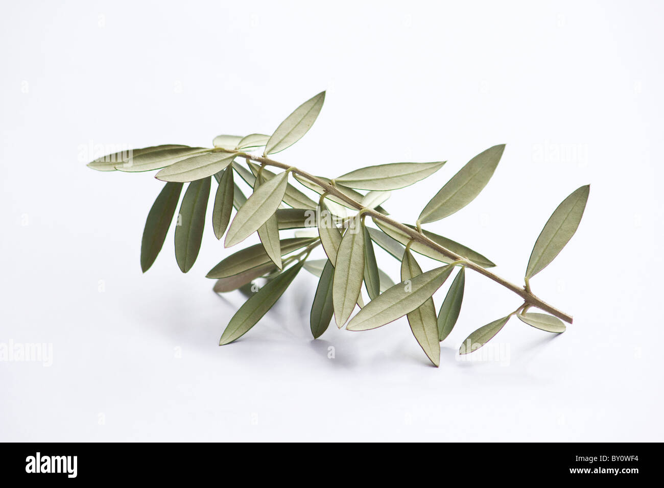 Olive Blätter auf weißem Hintergrund Stockfoto