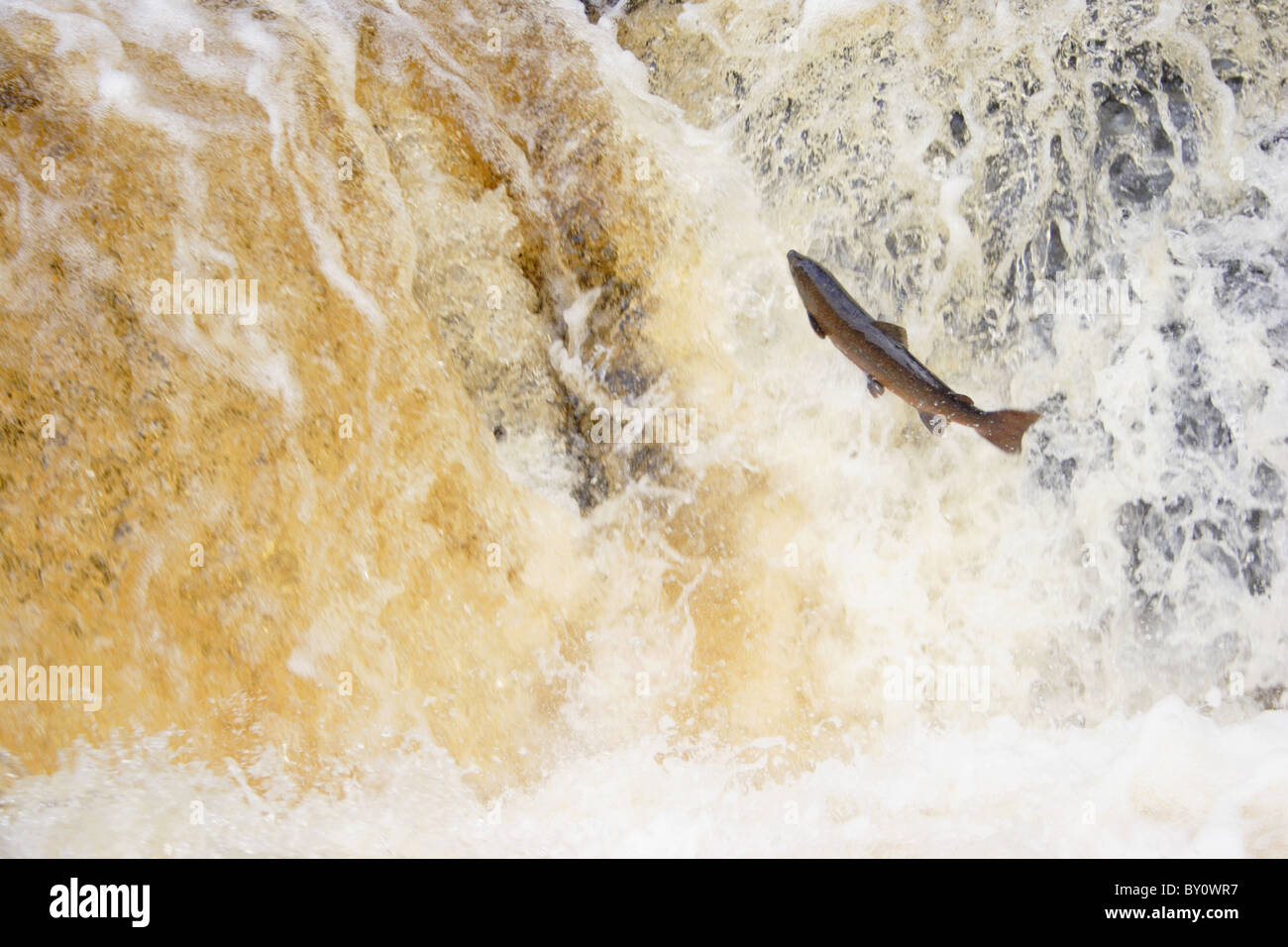 Springende Lachse am Wasserfall, stainforth Kraft, Yorkshire, Großbritannien Stockfoto
