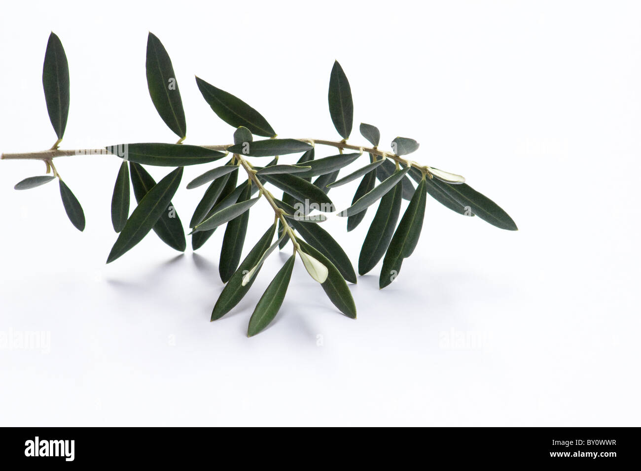 Olive Blätter auf weißem Hintergrund Stockfoto