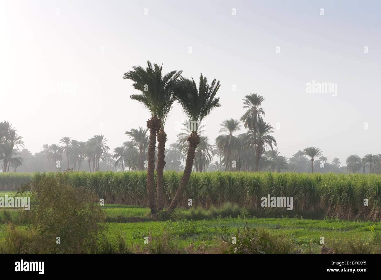 Blick über landwirtschaftliche Flächen, die Zuckerrohr-Ernte im Niltal, Mittelägypten betrachten. Stockfoto