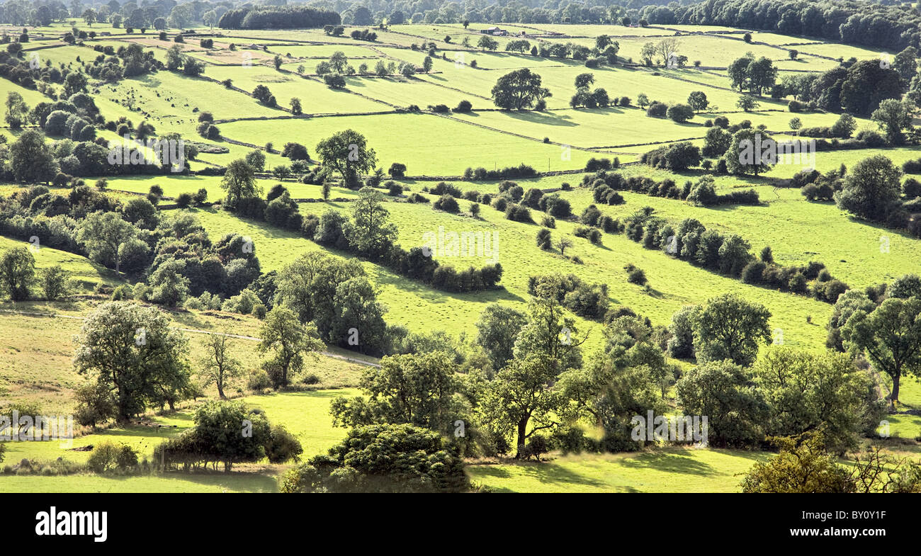 Sonnendurchfluteten Landschaft von kleinen Feldern, Hecken und Bäumen in Derbyshire Peak District in der Nähe von Bakewell Stockfoto