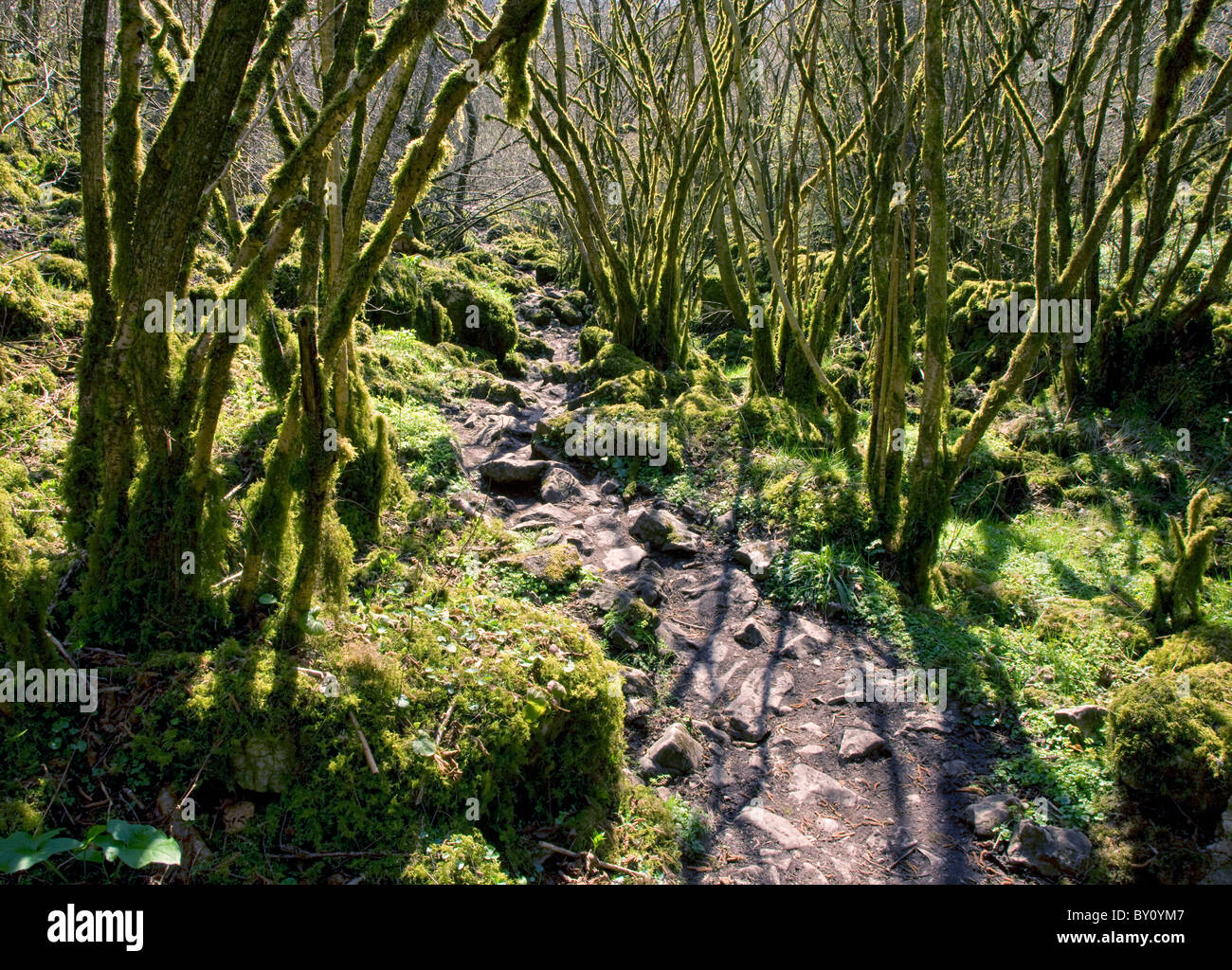 Wicklung von steinigen Weg in des Mönchs Dale in Derbyshire Peak District Stockfoto