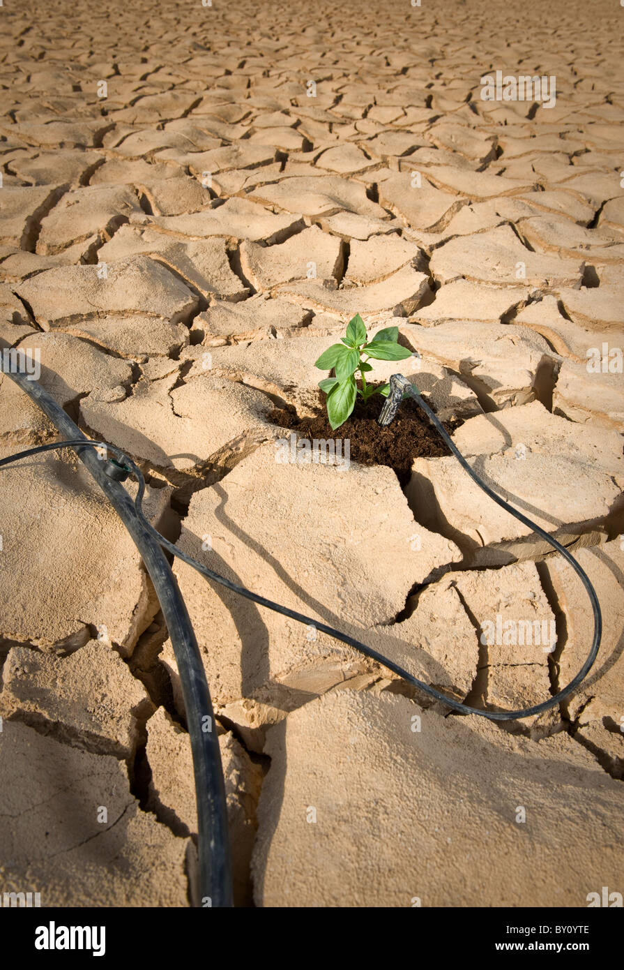 pflanze bewässerung