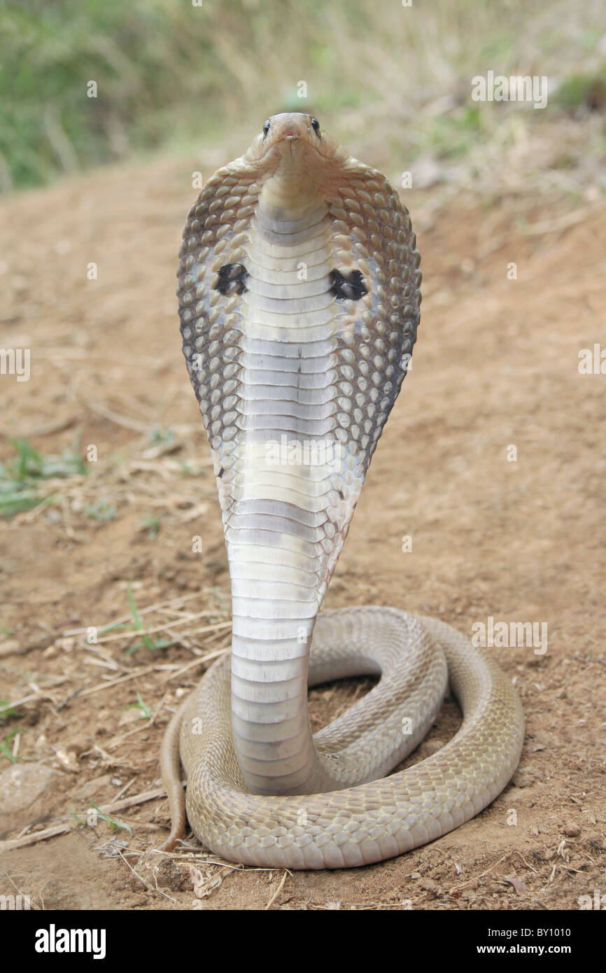 SPECTACLED COBRA. Naja Naja. Giftige, gemeinsame. Giftnattern, Ajivali Devrai, in der Nähe von Tamhini Stockfoto