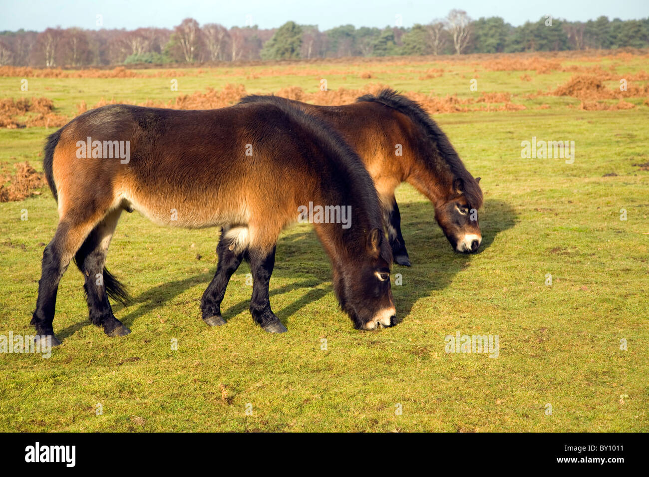 Erhaltung Beweidung Exmoor Ponys Sutton Heath, Suffolk, England Stockfoto