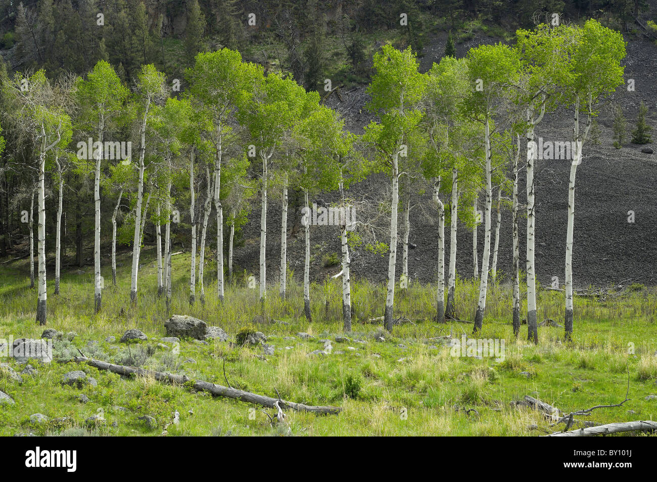Espe Bäume gegen eine Felswand im Yellowstone National Park. Stockfoto