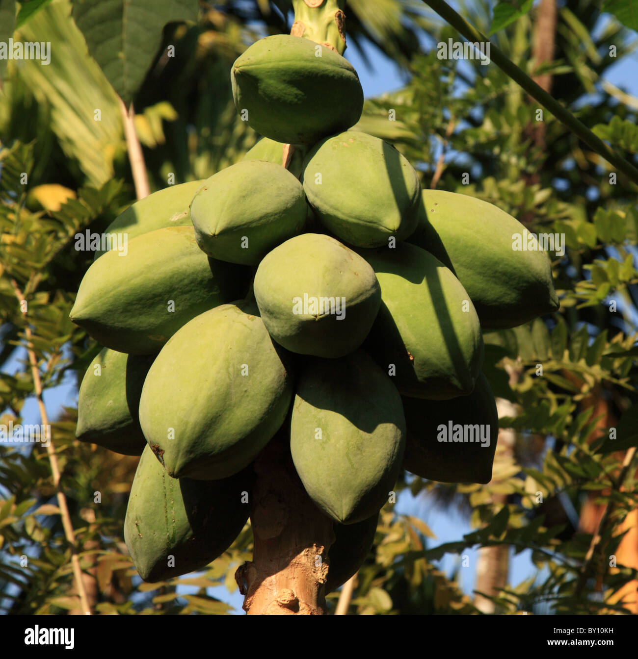Junge grüne Kokosnüsse an einem Baum Goa Indien Stockfoto