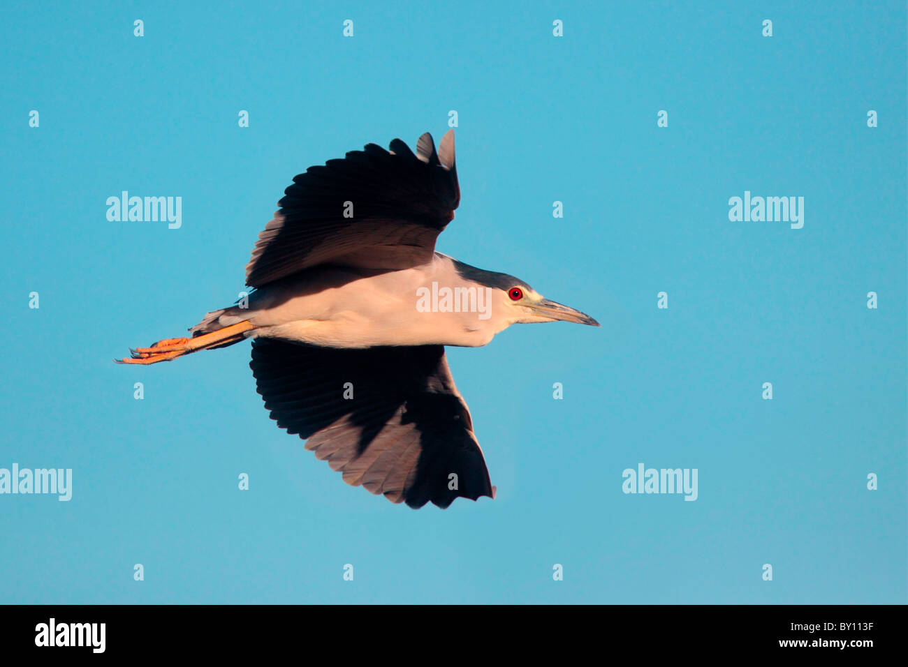 Schwarz-gekrönter Nacht-Reiher im Flug. Stockfoto
