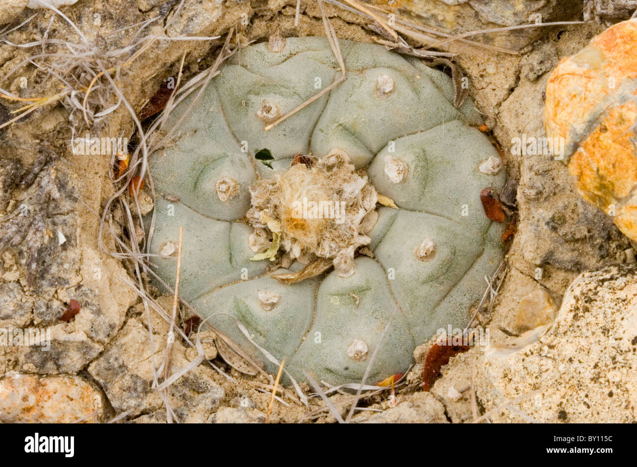 Peyote Kaktus Stockfoto