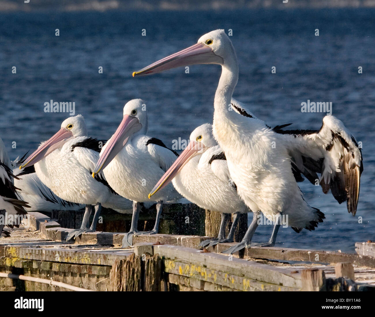 Kleine Herde von australische Pelikane Pelecanus Conspicillatus Vorbereitung zum Schlafplatz am Holzsteg in der Nähe von Albany in Westaustralien Stockfoto