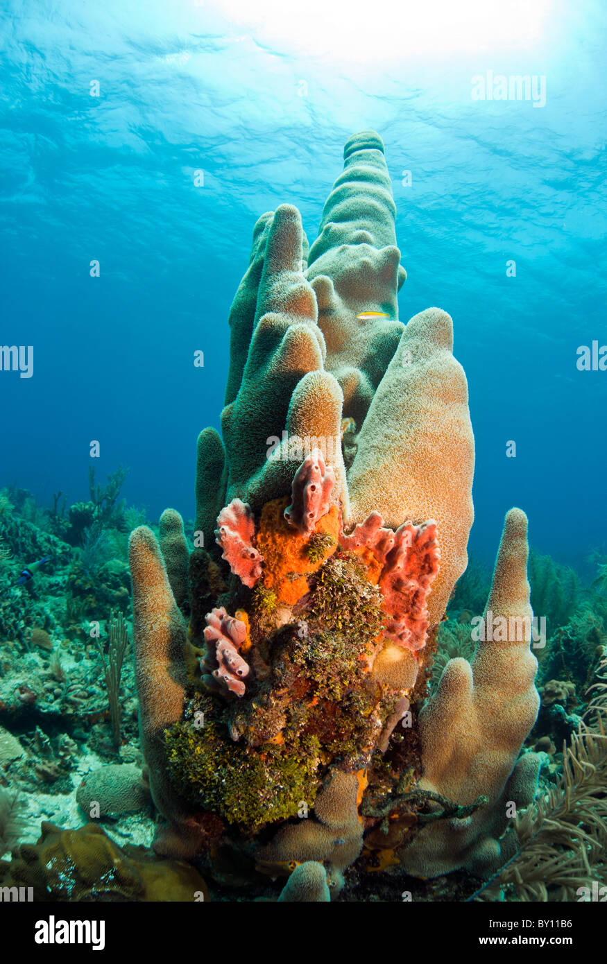 Hohen Säule Koralle am Korallenriff Stockfoto