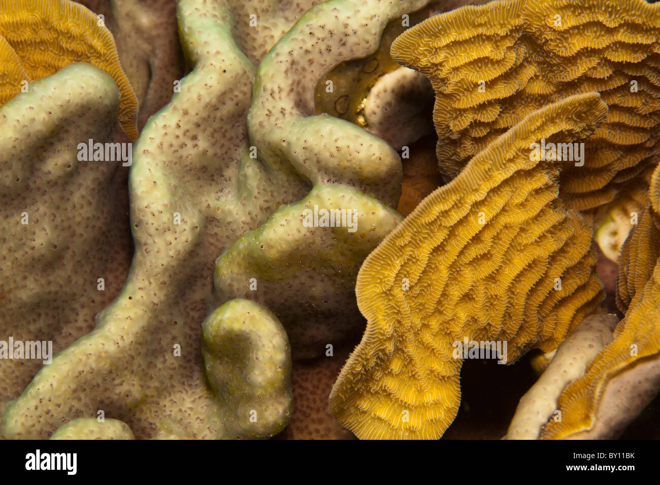 Salat-Korallen am Riff in Roatan, Honduras Stockfoto