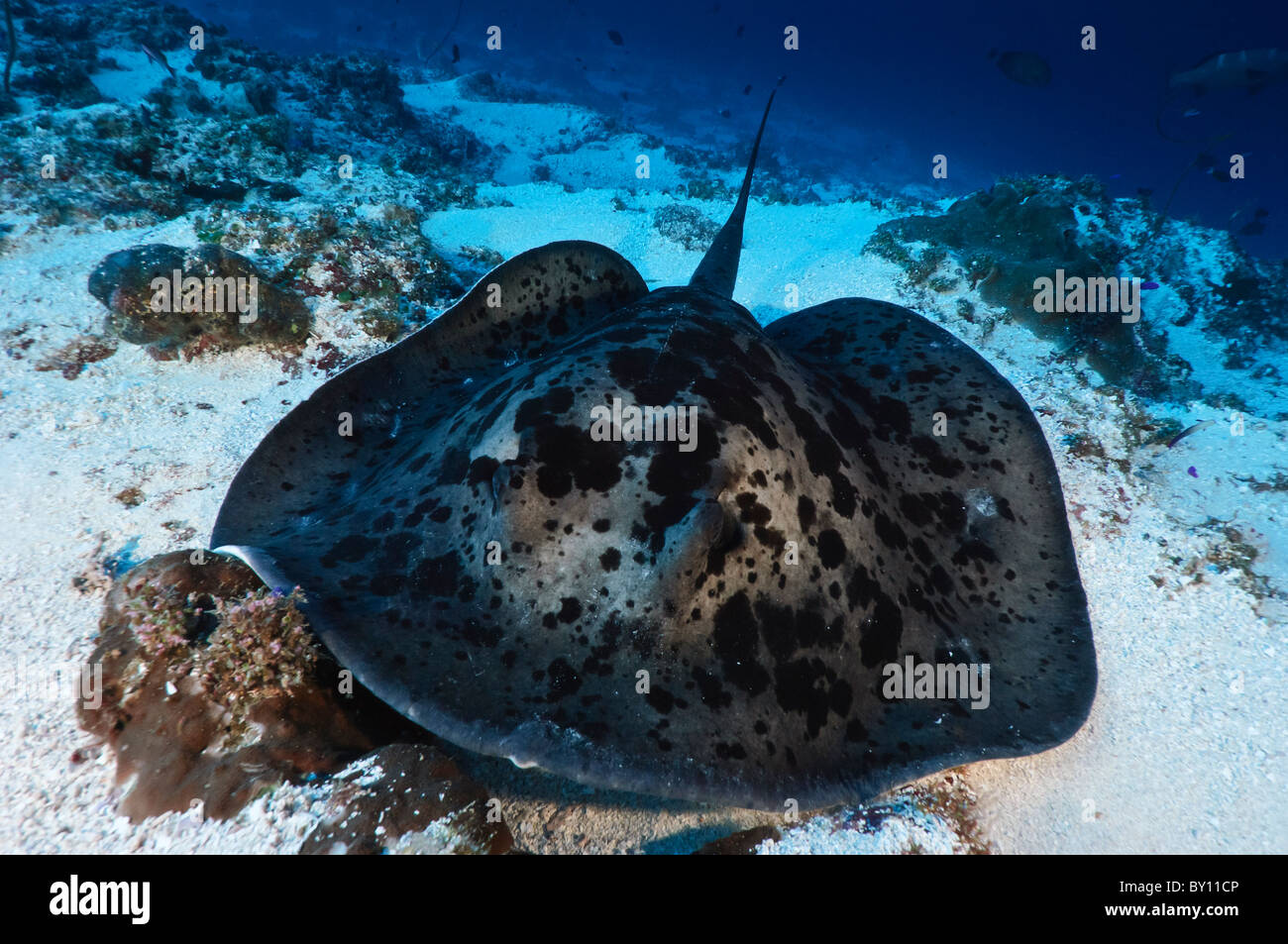 Black blotched oder entdeckt Pfauentaube Stingray, Mapia Atoll, West-Papua, Indonesien. Stockfoto
