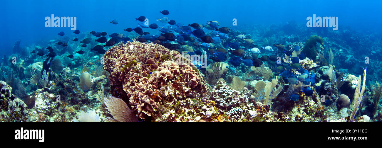 Schule der blauen Tangs über Korallenriff schwimmen Stockfoto