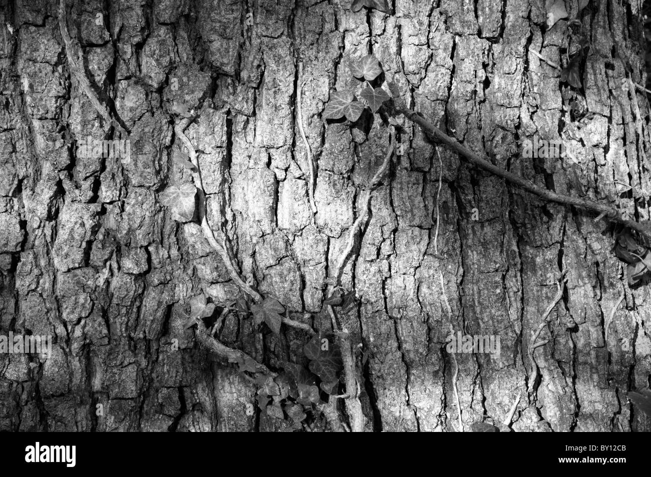 Eiche Baumrinde mit Efeu in Monochrom. Stockfoto
