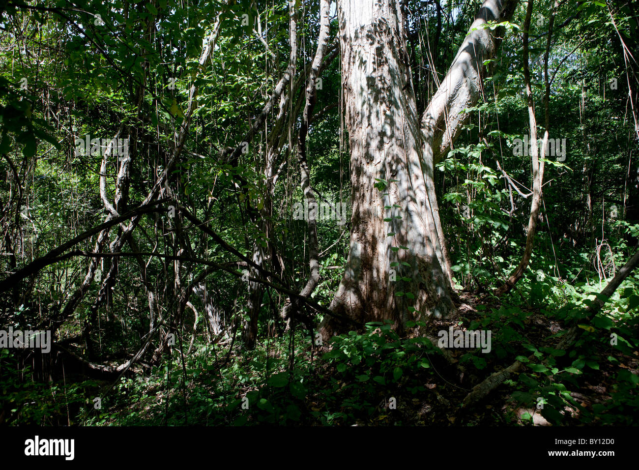 MECEBURI Wald, in der Nähe von NAMPULA, Mosambik, Mai 2010: Primärwald.   Foto: Mike Goldwater Stockfoto