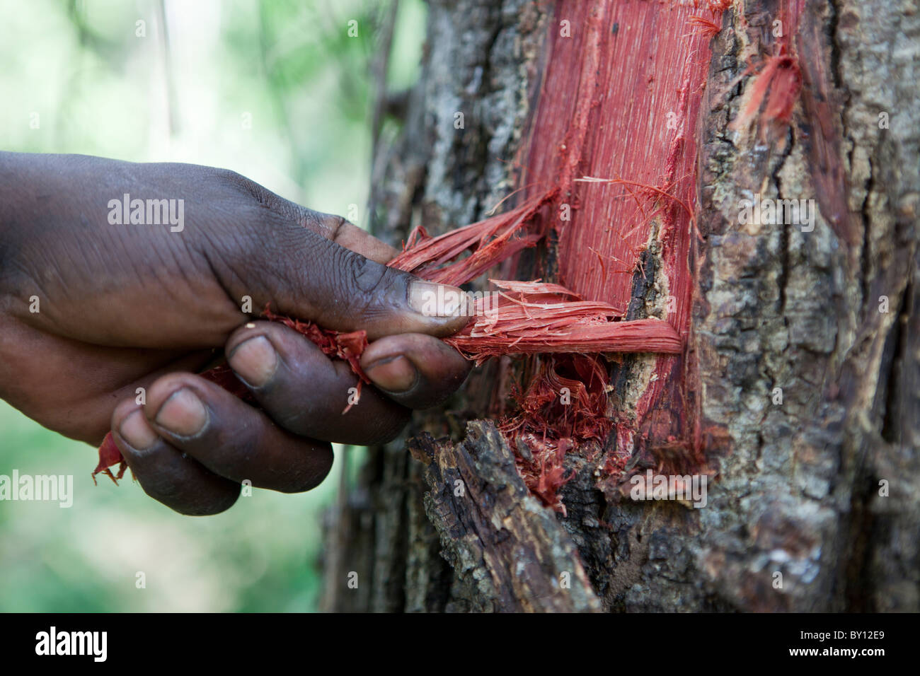 MECEBURI Wald, in der Nähe von NAMPULA, Mosambik, Mai 2010: Aurelio Fuastino, 35, im Primärwald zwei Kilometer vom Dorf. Stockfoto