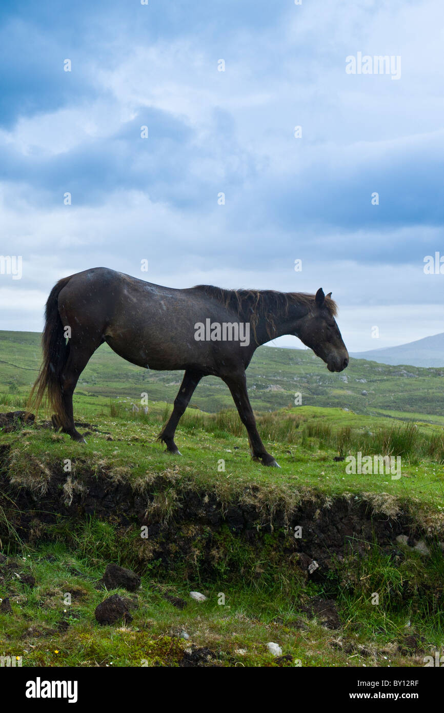 Connemara Pony auf Hügel Hang, Connemara, County Galway, Irland Stockfoto