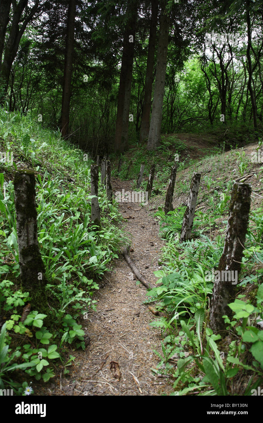 Einen Graben aus dem ersten Weltkrieg, Verdun, Frankreich Stockfoto