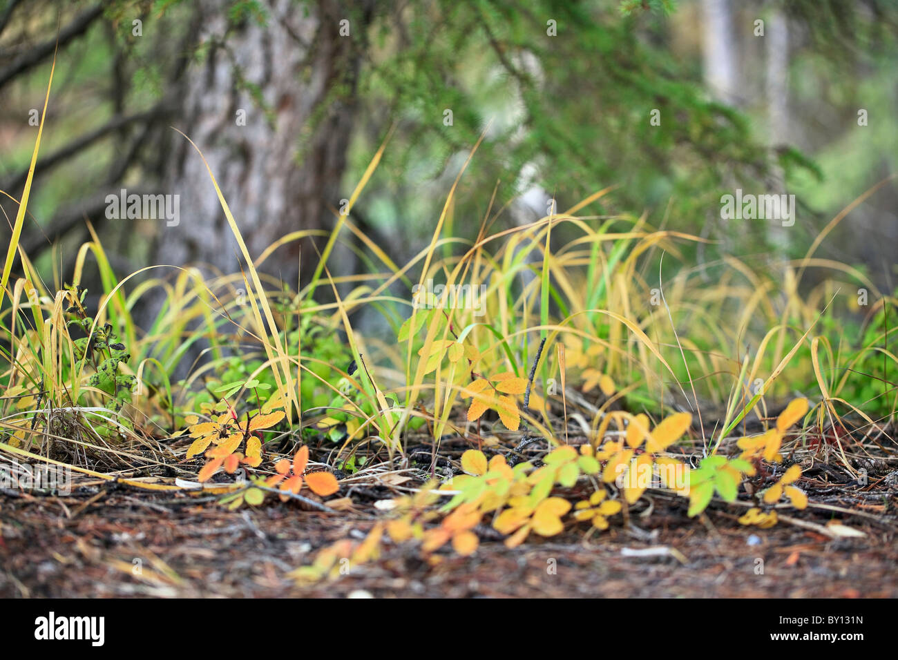 Gräser und Blätter wachsen auf Waldboden.  Yoho Nationalpark, Britisch-Kolumbien, Kanada. Stockfoto