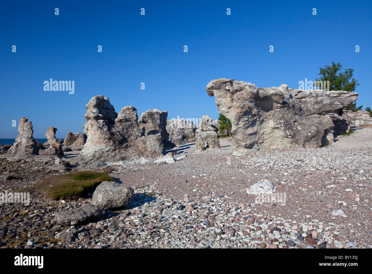 Kalkstein-Meer-Stacks / Raukar am Folhammar, Gotland, Schweden Stockfoto