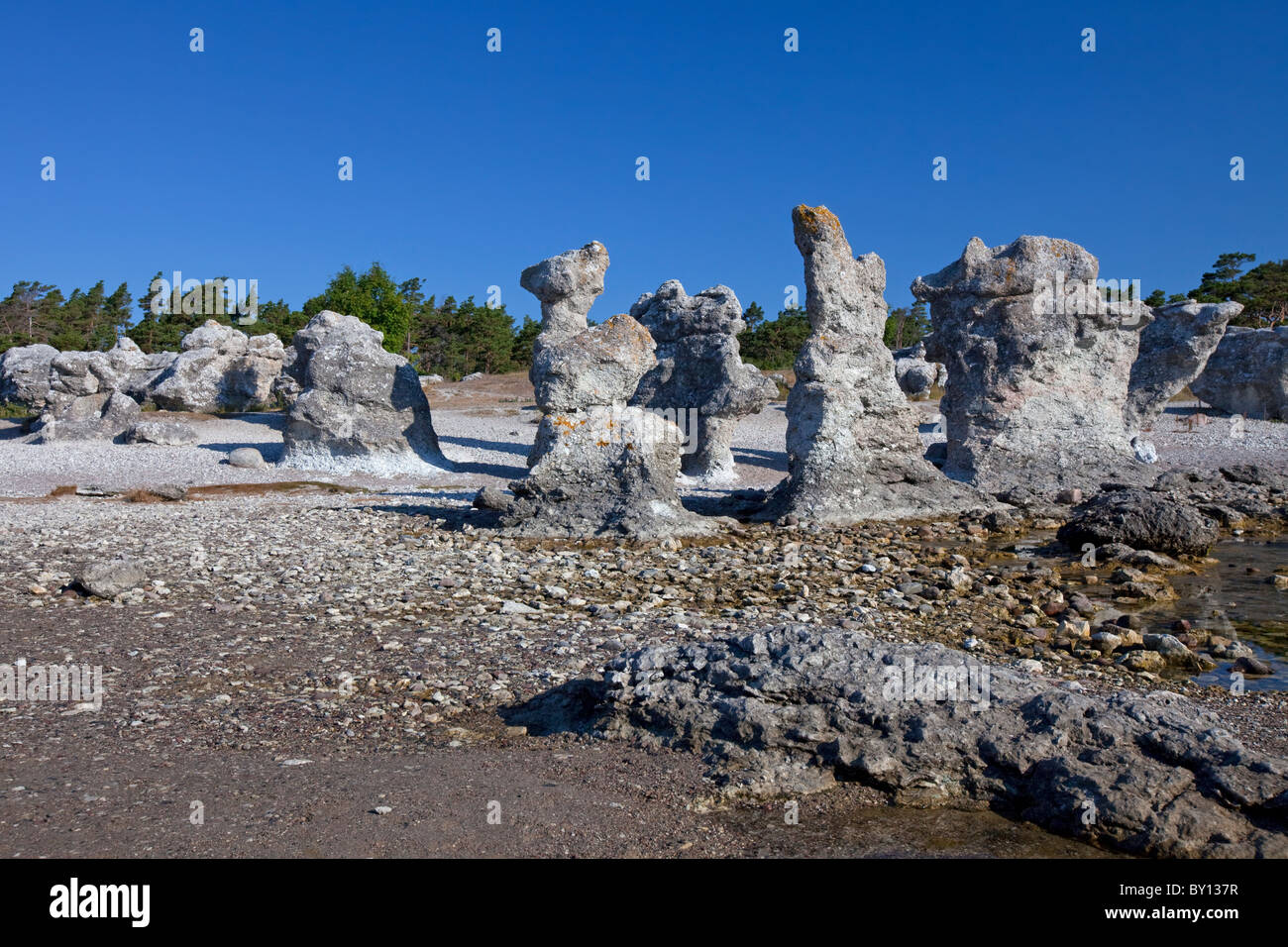 Kalkstein-Meer-Stacks / Raukar am Folhammar, Gotland, Schweden Stockfoto