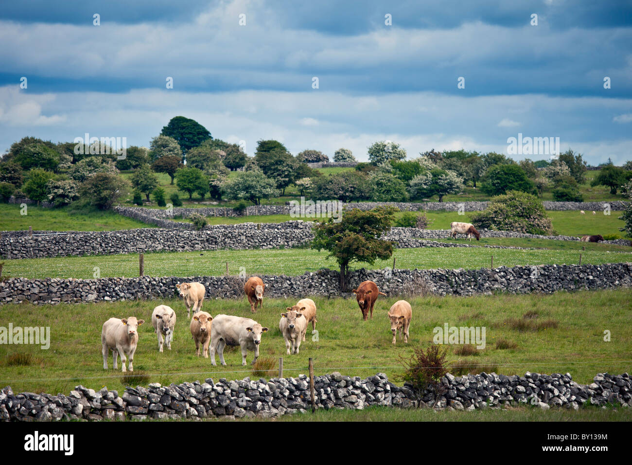 Kühe in der Trockenmauer Fahrerlager in der Nähe von Ballinrobe, County Mayo, Irland Stockfoto