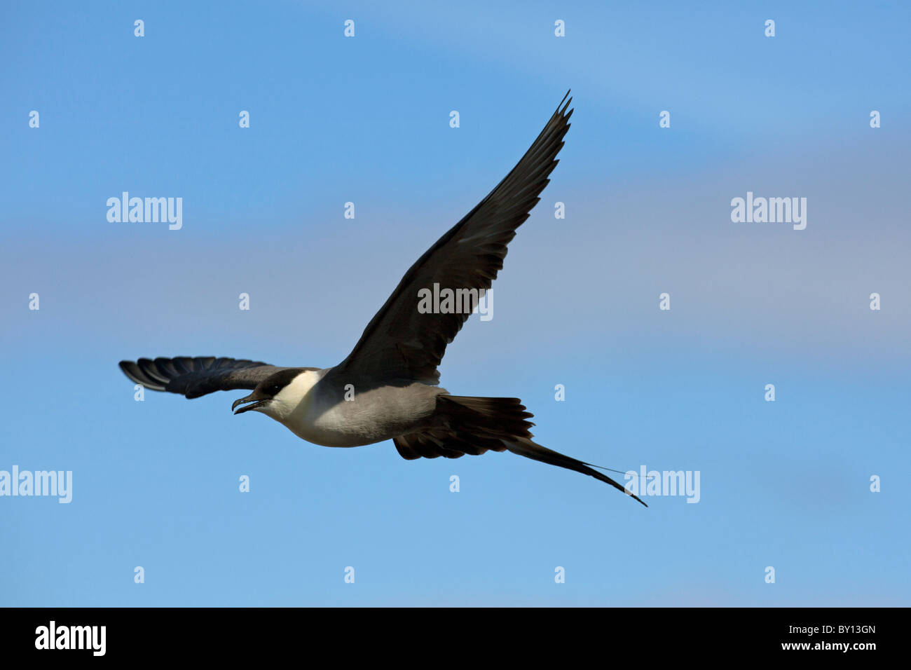 Long-tailed Skua (Stercorarius Longicaudus), Erwachsenen Vogel im Flug, Schweden Stockfoto