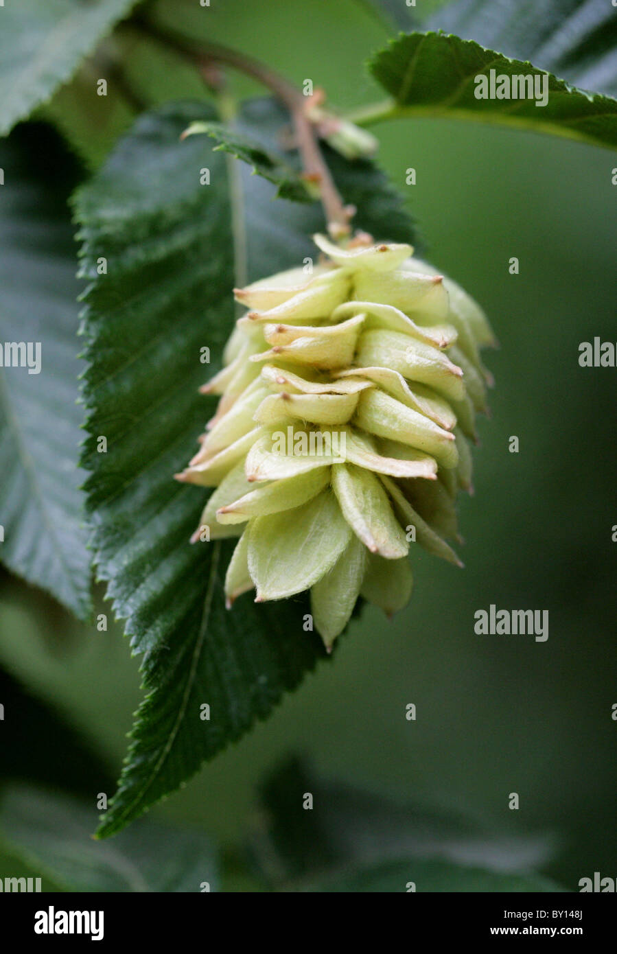 Hop Hainbuche, Ostrya Carpinifolia, Betulaceae. Italien, Frankreich, Österreich, Slowenien, Griechenland, den Balkan und Westasien. Stockfoto