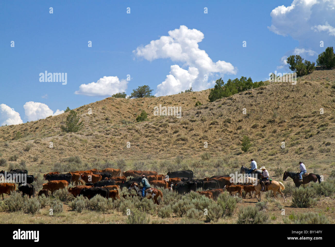Cowboys auf einem Almabtrieb in der Wüste in der Nähe von Kuba, New Mexico, USA. Stockfoto