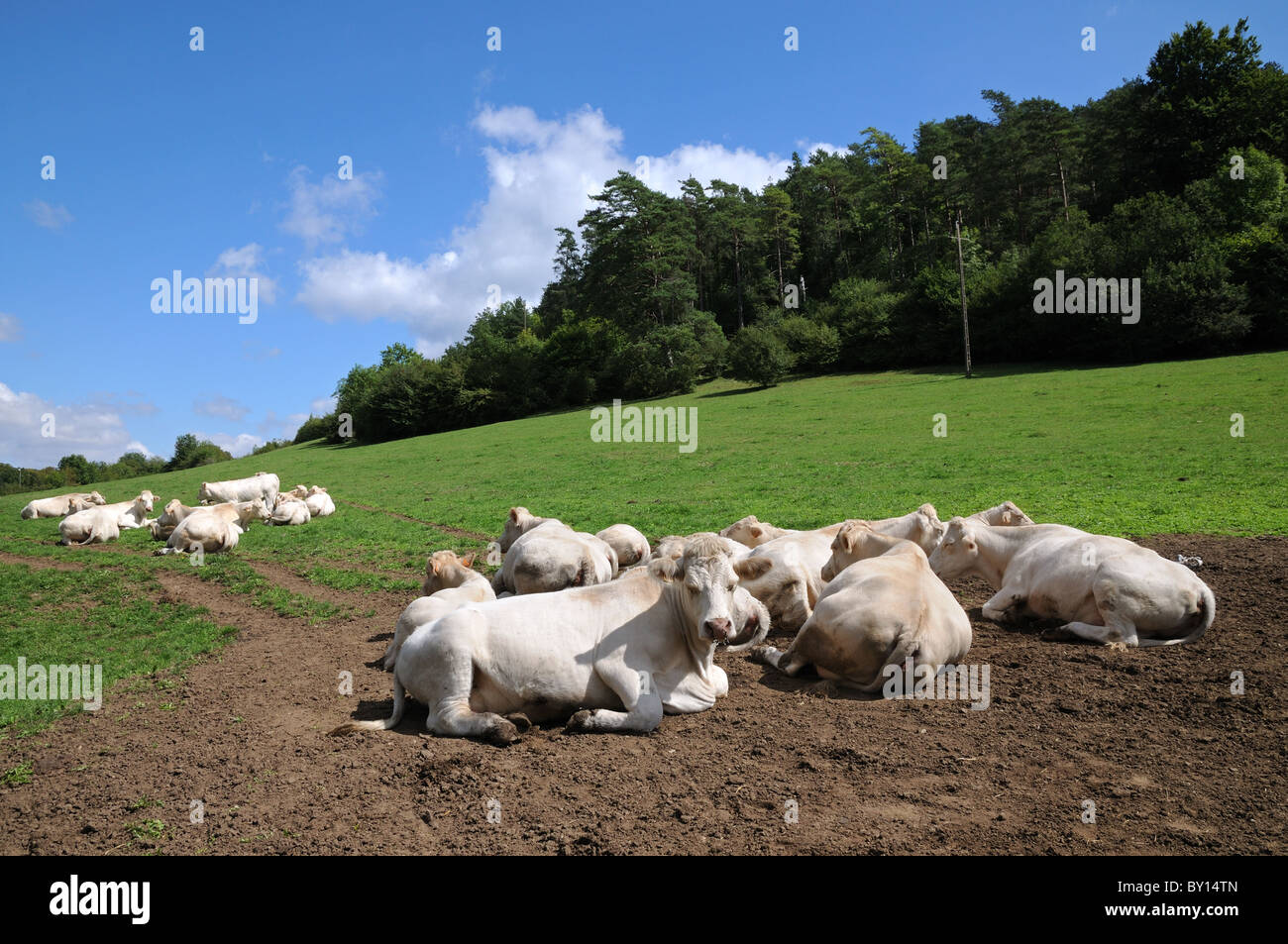 Eine Gruppe von Charolais-Rindern liegend um zu kauen, Wiederkäuen in der Ecke von einem Feld nahe Fontenay in Burgund Frankreich Stockfoto